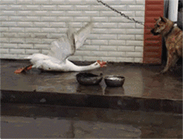 我才不害怕你呢！是尾巴它怕啦！