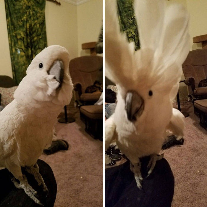 宠物们在平时的样子和到喂食时的样子对比。那只猫，你倒是讨好一下我！