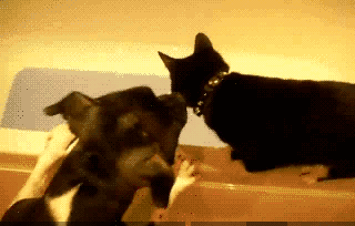 好狗不和鸡斗，本大爷先撤啦