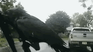 果然任何种族对肉球都没有抵抗力~