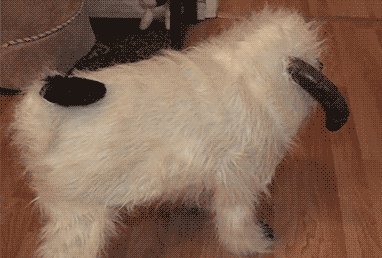 初生牛犊不怕虎，因为他的后台很硬