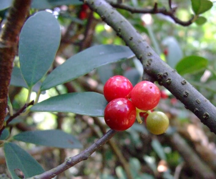 酸藤果的药用价值