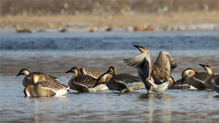 王昭君，在巴彦淖尔弹唱平沙落雁曲
