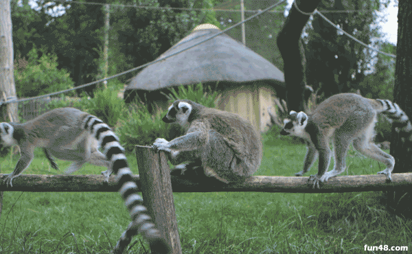 看什么看 不服是吧？有种别跑