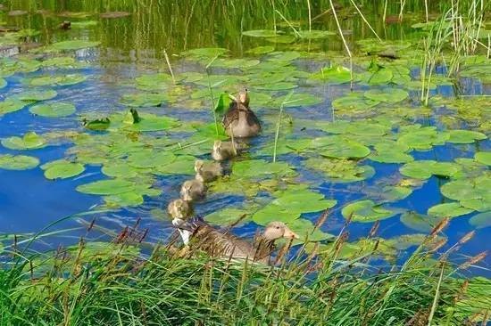 荷兰风车故事 是一首随风起舞的乡村民谣