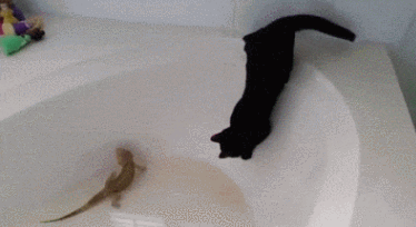 二哈：我蠢起来连我自己都想哭！！！