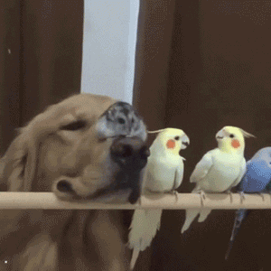 果然任何种族对肉球都没有抵抗力~