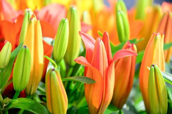 朝圣春天，让我们一起去荷兰看花