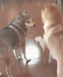 你吓到主子了，后果不堪设想