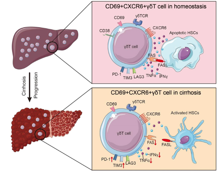 何晓顺会长：在Hepatology揭示γδ T细胞保护肝脏新机制！