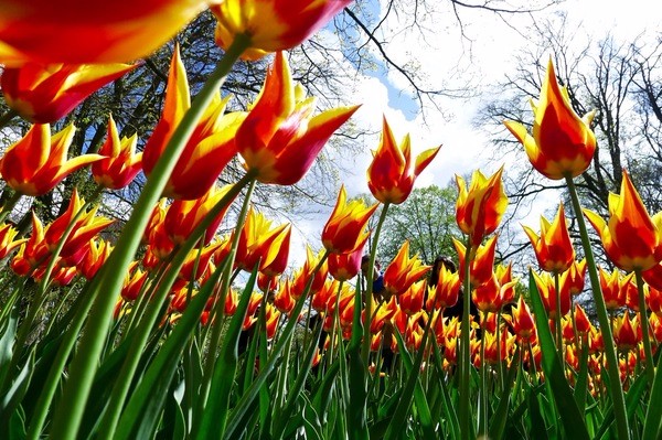 朝圣春天，让我们一起去荷兰看花
