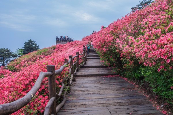 世界级万亩花海竟在南京附近，美成仙境！高铁2小时就到！