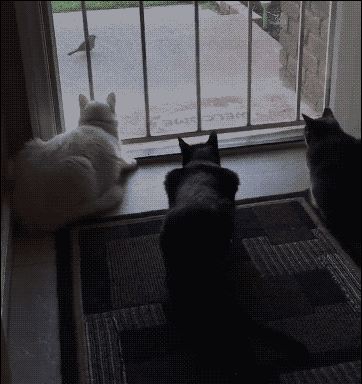 二哈：我蠢起来连我自己都想哭！！！