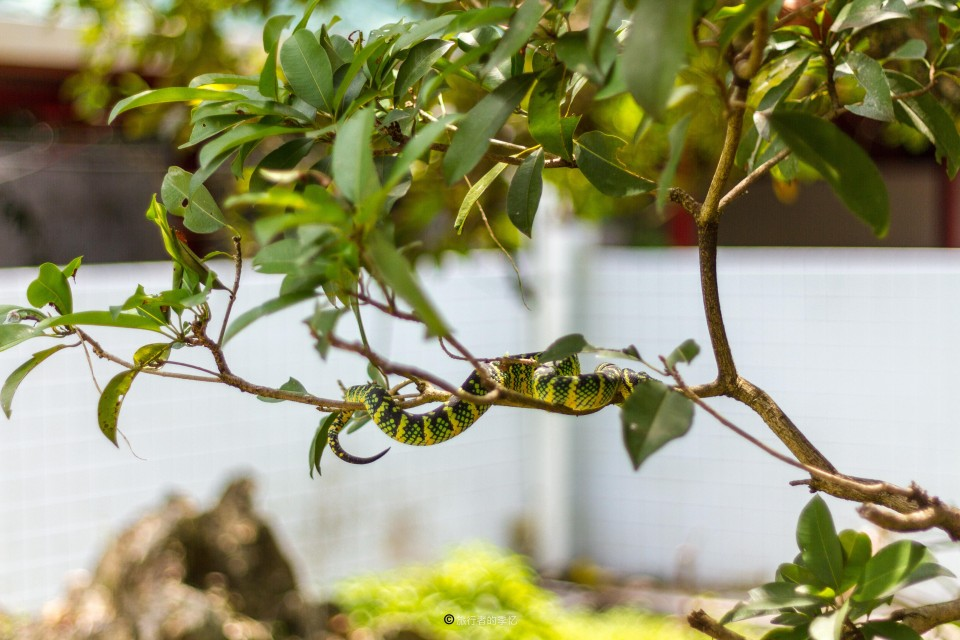 几万条毒蛇在城市寺庙中 百年来从不伤人