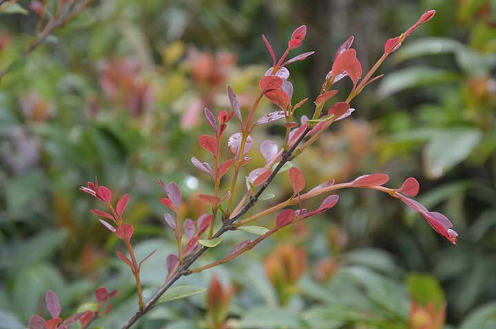 【旅行】2018惠州-罗浮山穿越