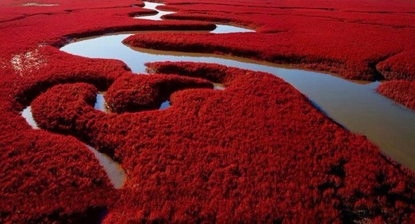 中国一大奇观—辽宁盘锦红海滩