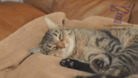 你吓到主子了，后果不堪设想