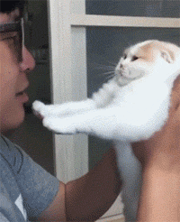 「搞笑贴」猫究竟是一种什么样的生物，哈哈，涨姿势了