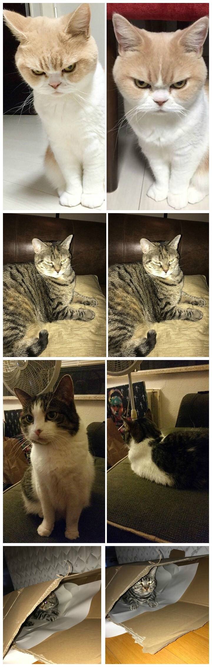 宠物们在平时的样子和到喂食时的样子对比。那只猫，你倒是讨好一下我！