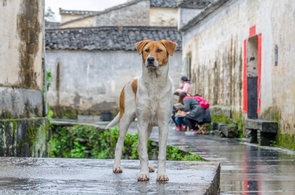 安徽最美的古村之一，被列入世界文化遗产已有17年