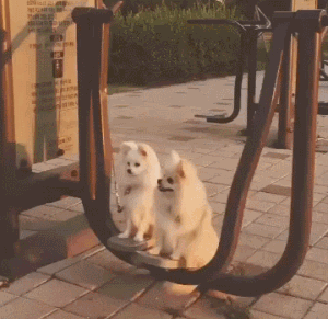 初生牛犊不怕虎，因为他的后台很硬