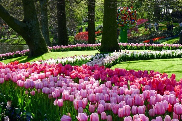 朝圣春天，让我们一起去荷兰看花