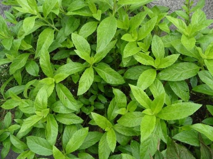 明月草的副作用