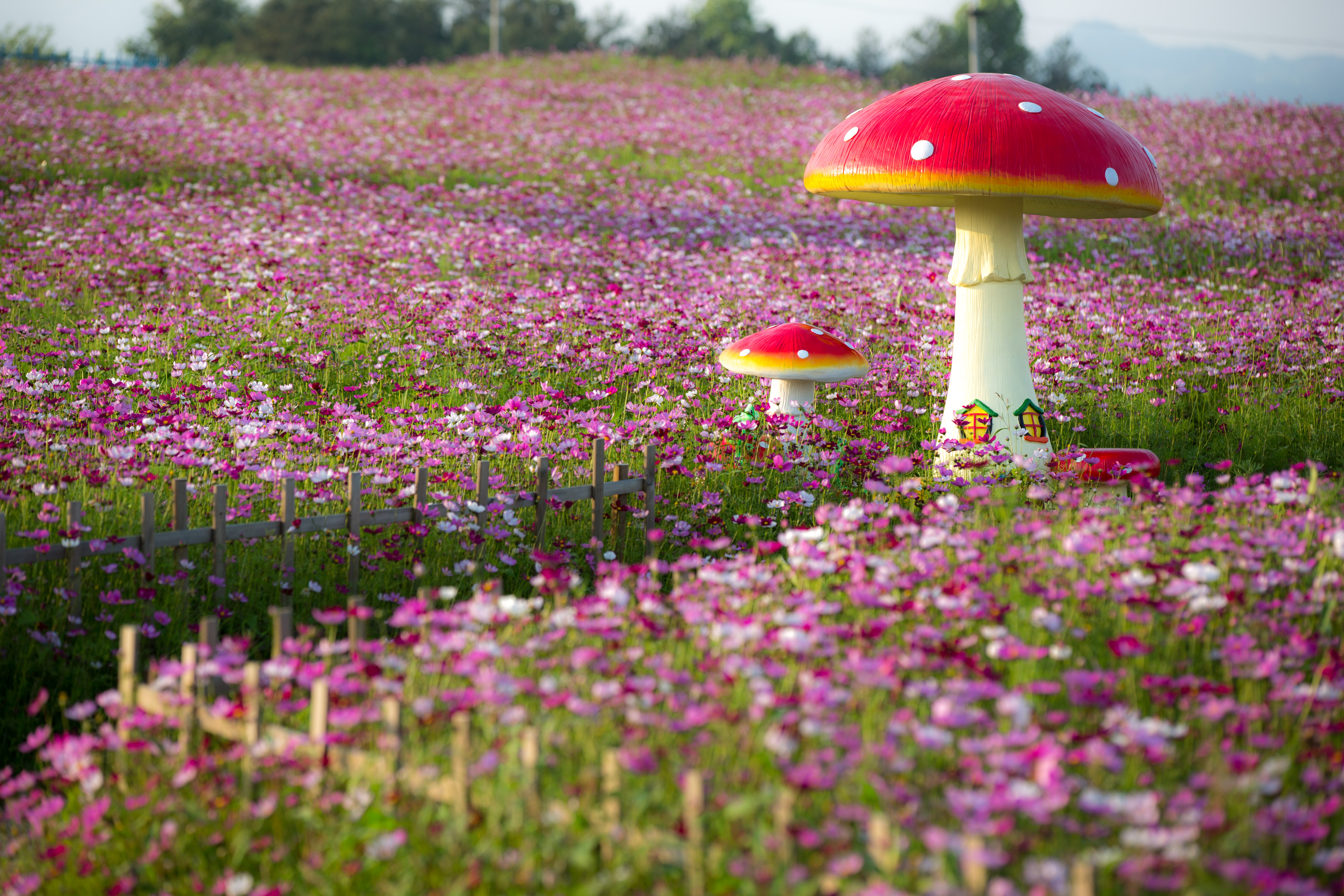 温情三里畈，艳遇一片格桑花海