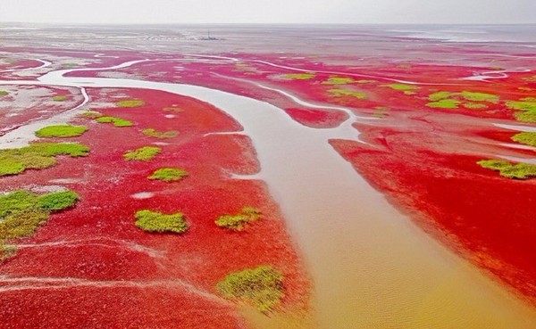 中国一大奇观—辽宁盘锦红海滩