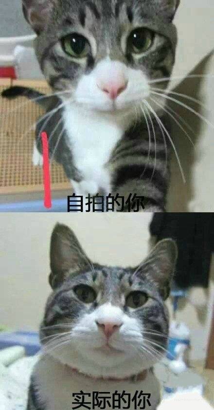 现实总是给你致命一击，哈哈哈简直太形象了！！