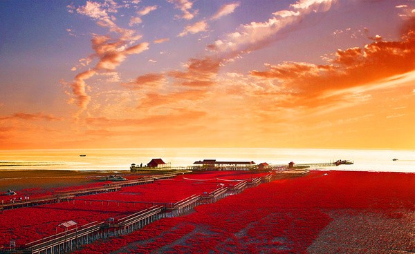 中国一大奇观—辽宁盘锦红海滩