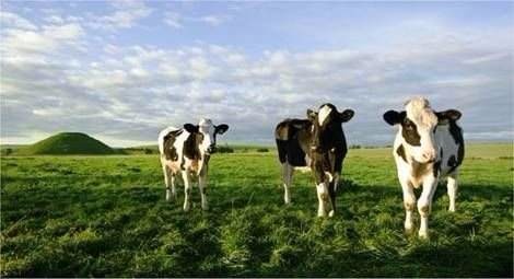 蒙牛再次被查出强致癌物 未说明是否已销往市场