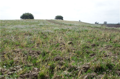 野菜的营养价值 常吃7种野菜治病好