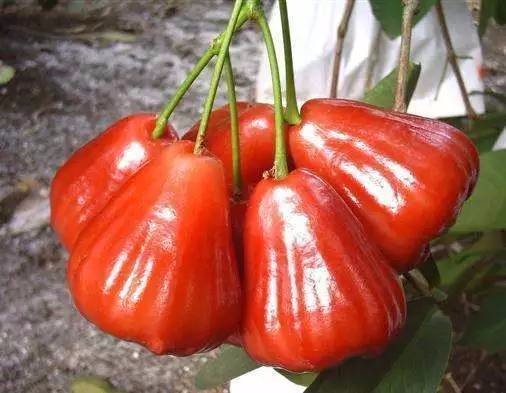 这些水果吃过5种以上，算是土豪了