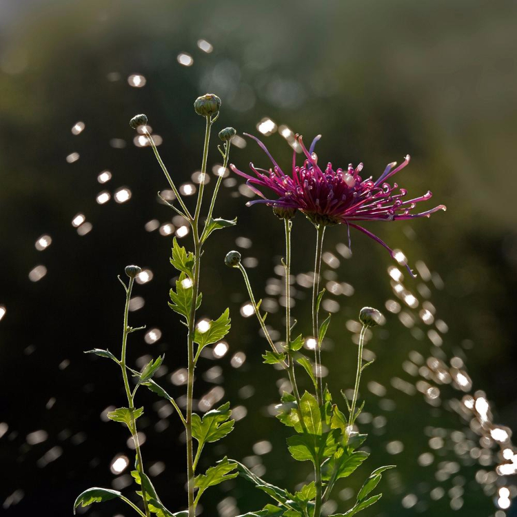 如果心累了，就点进来看看吧