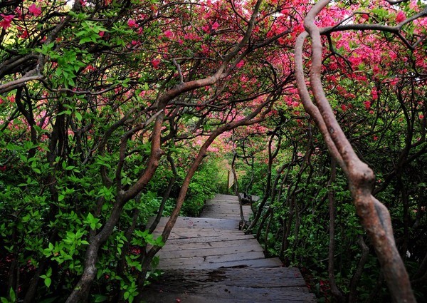 世界级万亩花海竟在南京附近，美成仙境！高铁2小时就到！