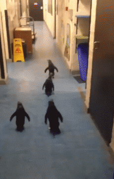 我才不害怕你呢！是尾巴它怕啦！