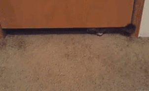 「搞笑贴」猫究竟是一种什么样的生物，哈哈，涨姿势了