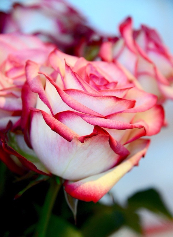 朝圣春天，让我们一起去荷兰看花