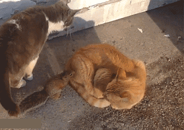 二师兄，我把你当兄弟，你居然想....