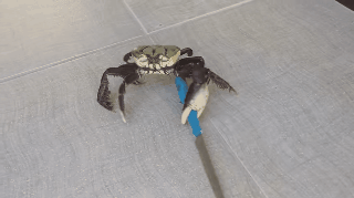 二哈：我蠢起来连我自己都想哭！！！