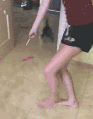 「搞笑贴」猫究竟是一种什么样的生物，哈哈，涨姿势了