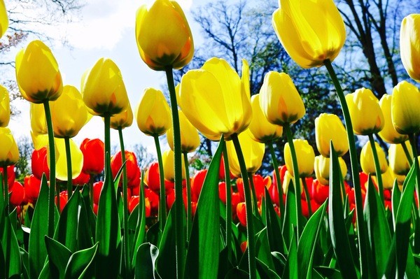 朝圣春天，让我们一起去荷兰看花