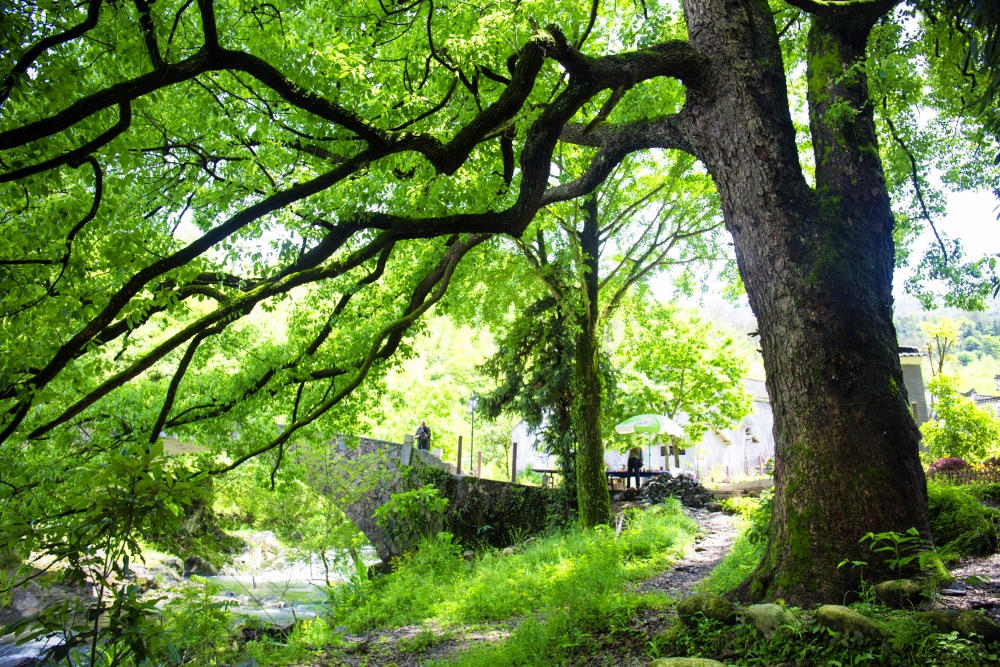 成龙为什么要捐赠古建筑，去了严家古村就明白了