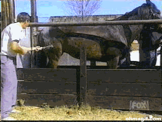 你是对面派来的卧底吧