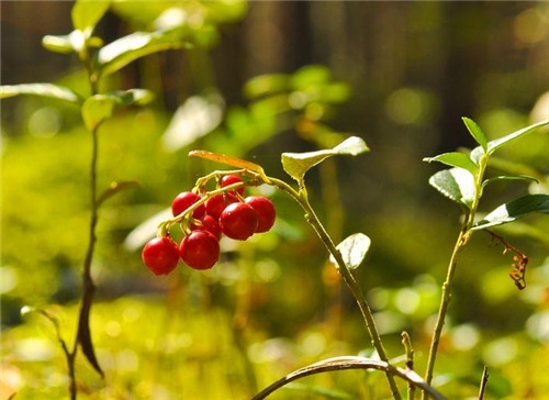 正宗酸梅汤的做法 自制清爽酸甜的酸梅汤