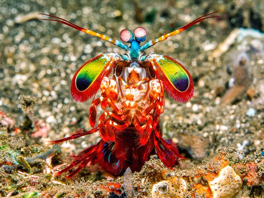 科学家最新研究揭晓动物的彩色视觉能力