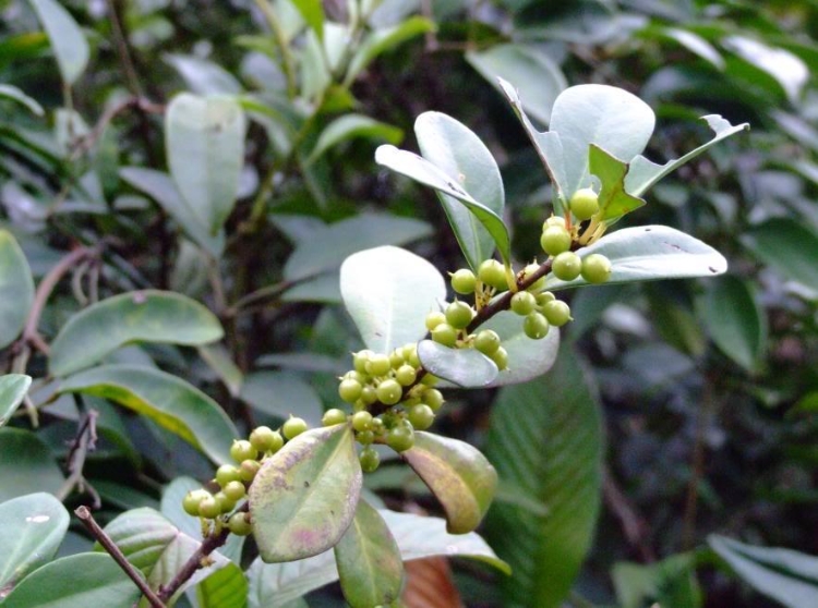 酸藤果的药用价值