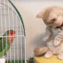 我才不害怕你呢！是尾巴它怕啦！