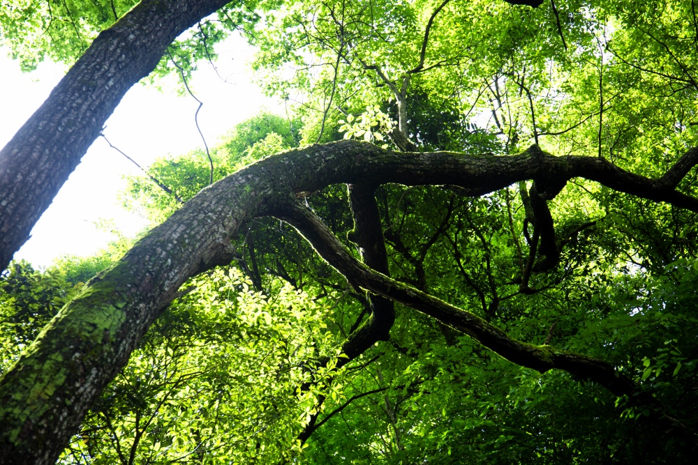 成龙为什么要捐赠古建筑，去了严家古村就明白了